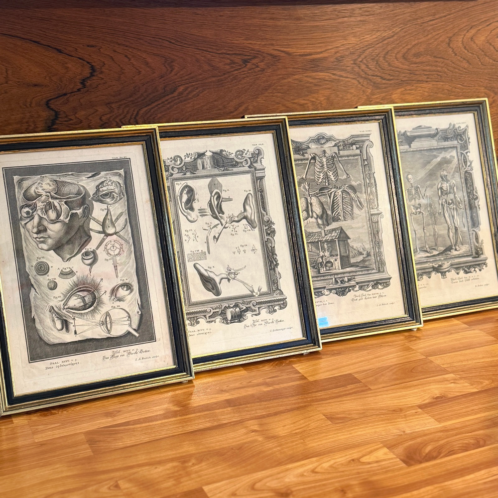 Set of Four Antique German Anatomical Copper Engraving Plate Prints - Framed