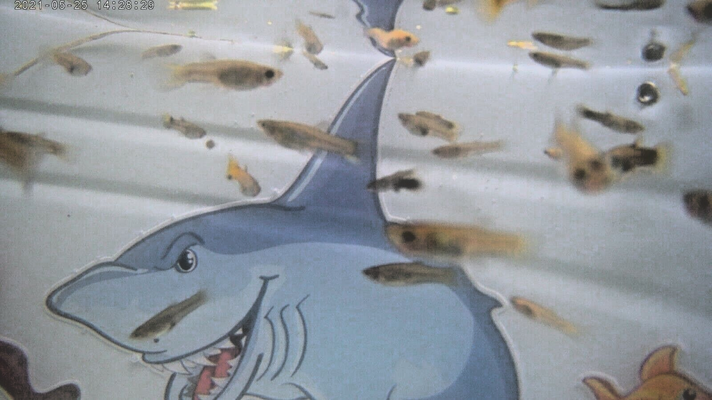 (50 Fancy Guppy Fry) 50 Beautiful Baby Guppies Grow Fast (OUR STORE COMBO SHIPS)