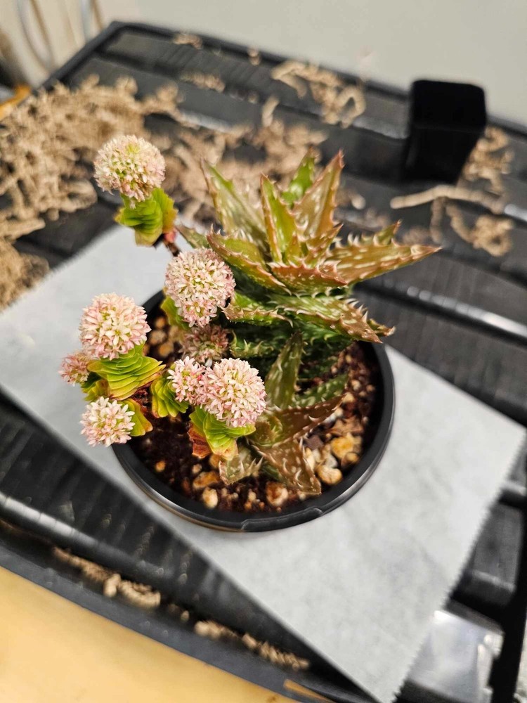 Assorted Mix - Succulent Plants - 4