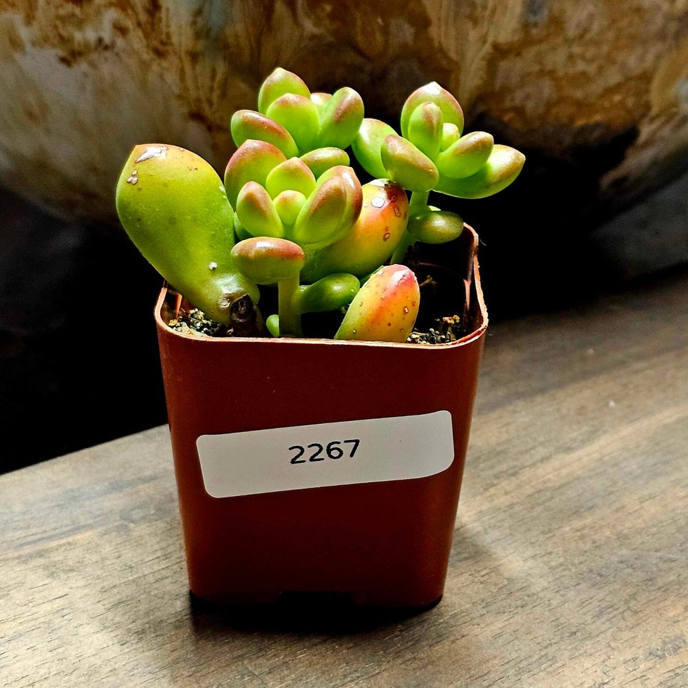 Sedum Lucidum 'Obesum' in a 2