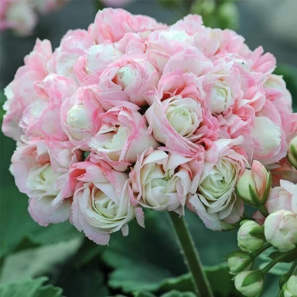 Appleblossom Geranium Seeds ~ Plants ~ Garden ~ Grow Your Own