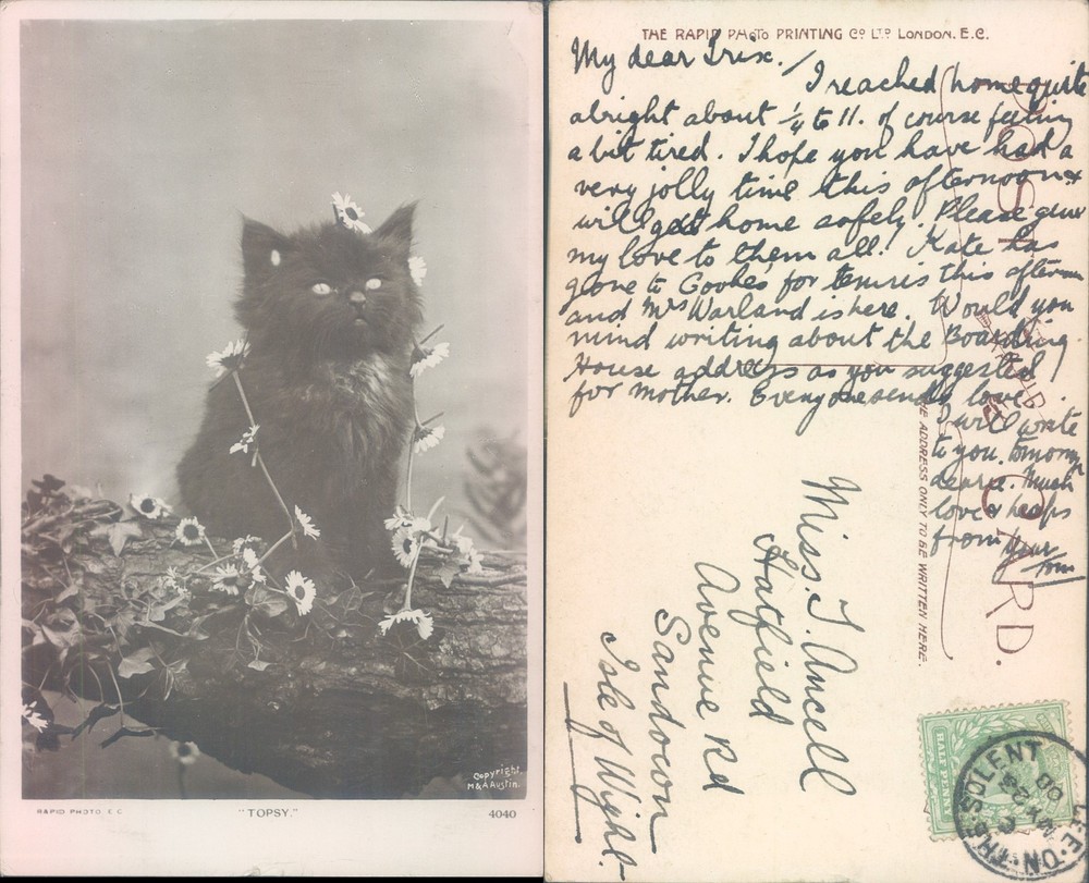 Cat with flowers The Rapid Photo Printing Co Ltd 1903 postmark Animals