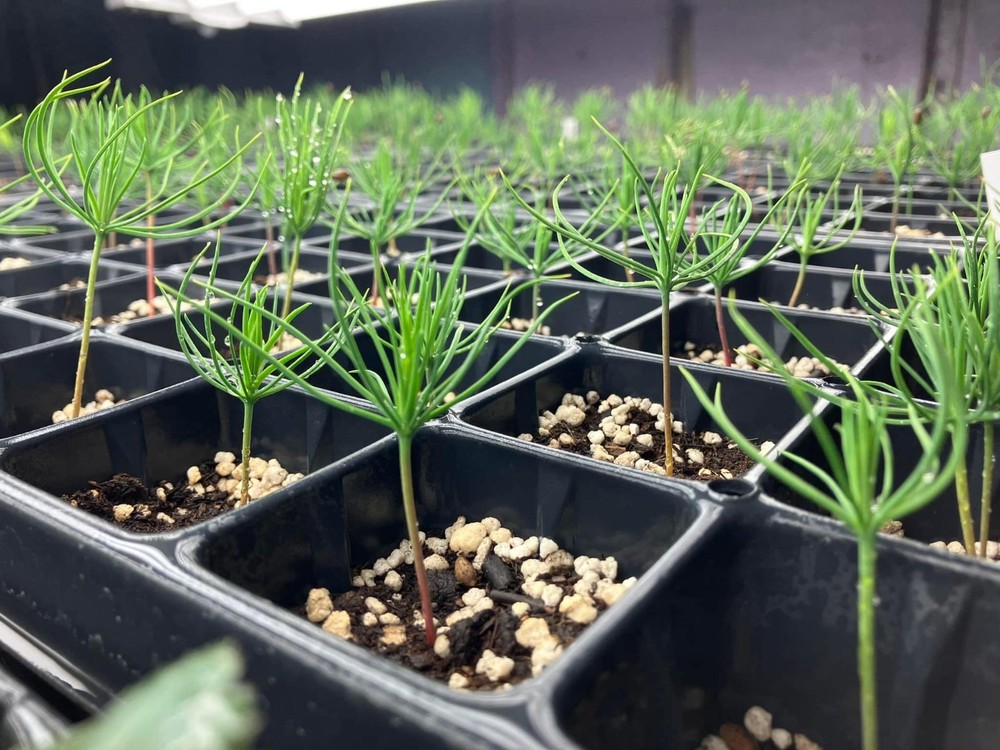 50+ Imported Japanese Black Pine Bonsai Seeds | High Germination Success