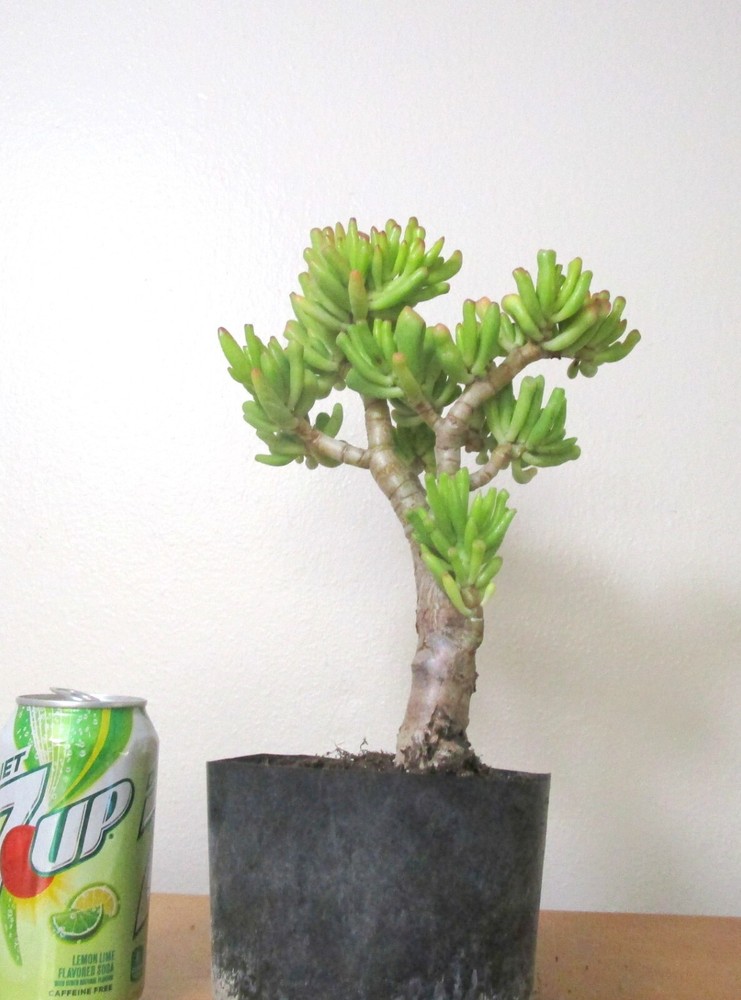 Jade Gollum Crassula thick trunk shohin mame bonsai plant