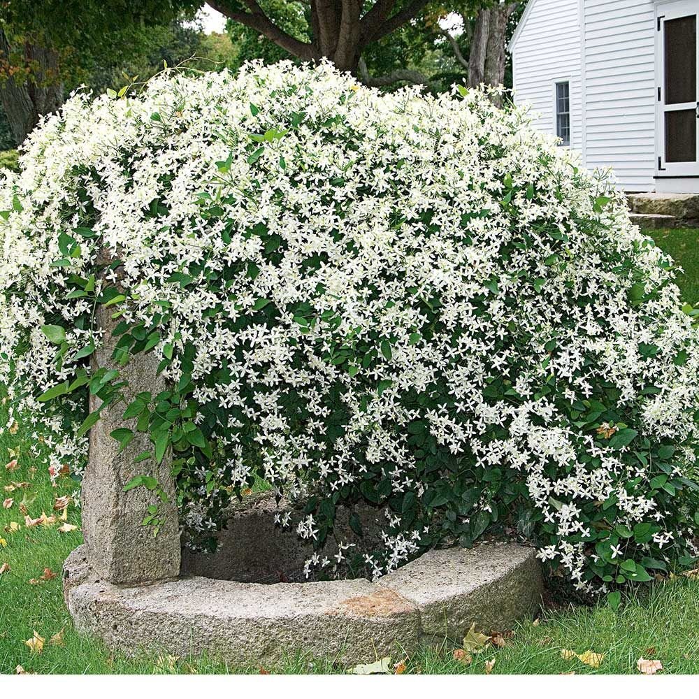 Sweet Autumn Clematis Lace Vine Live Bare Root Plant Clematis Paniculata 6-8