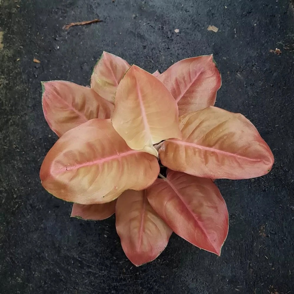 Real Picture Aglaonema Kochin Brown Big Size Rare Plant