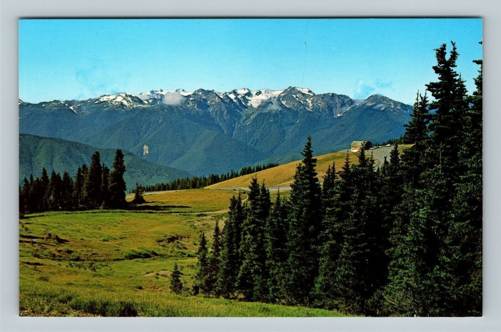 Vintage Washington Postcard Featuring Olympic National Park Mountains and Alpine Fir Trees  