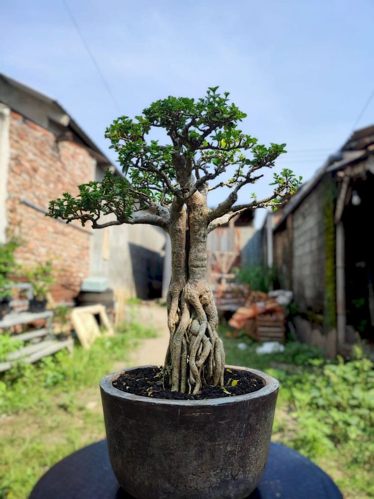 Old contest-winning Premna Microphylla bonsai tree actual plant