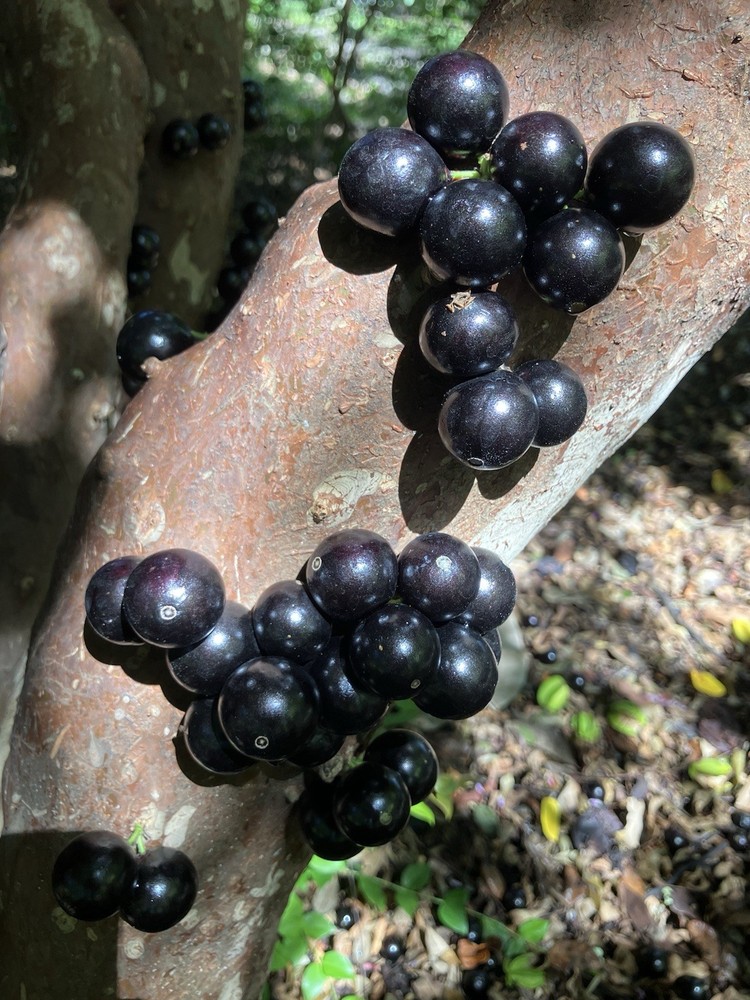 Sabara Jaboticaba Bonsai Starter Plants – Myrciaria Cauliflora from Brazil