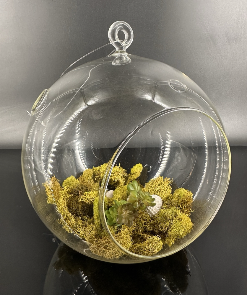 Hanging Glass Terrarium for Air Plants with Flat Bottom 8x7 Inches