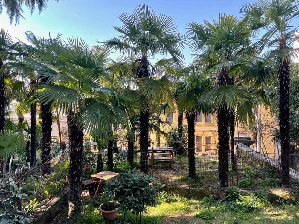 15 gal Trachycarpus fortunei ( windmill palm)