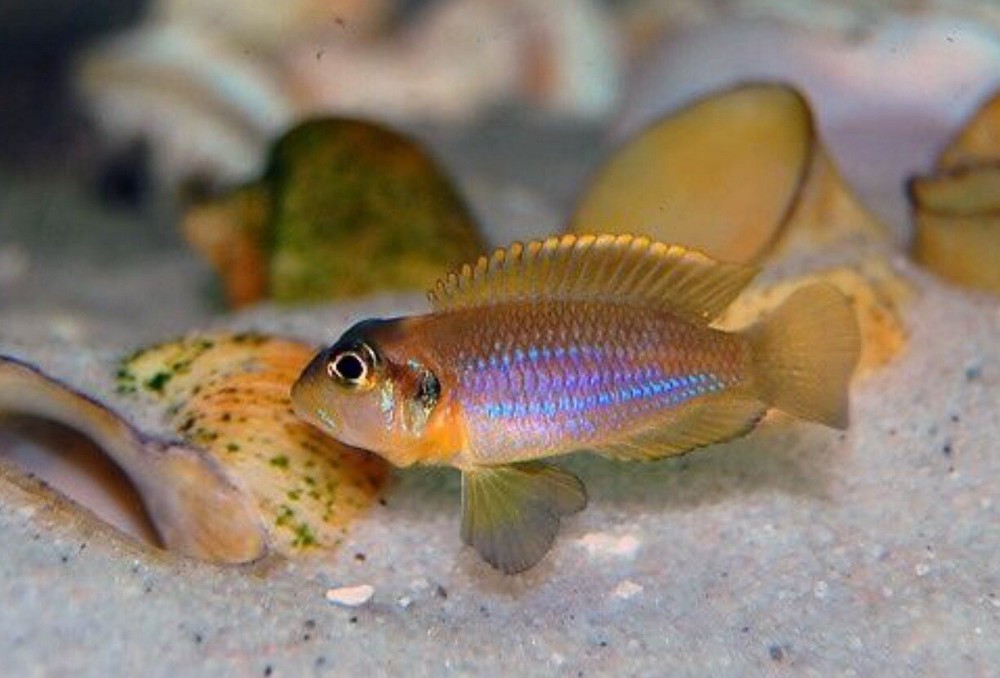 Live Fish Lamprologus Ocellatus Gold African Cichlid