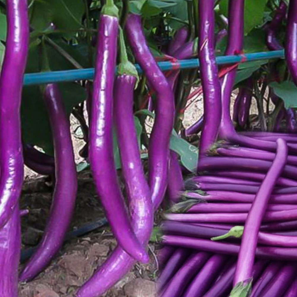 350pcs Long Purple Eggplant Seeds - Heirloom Variety, Non-GMO Vegetable Seed