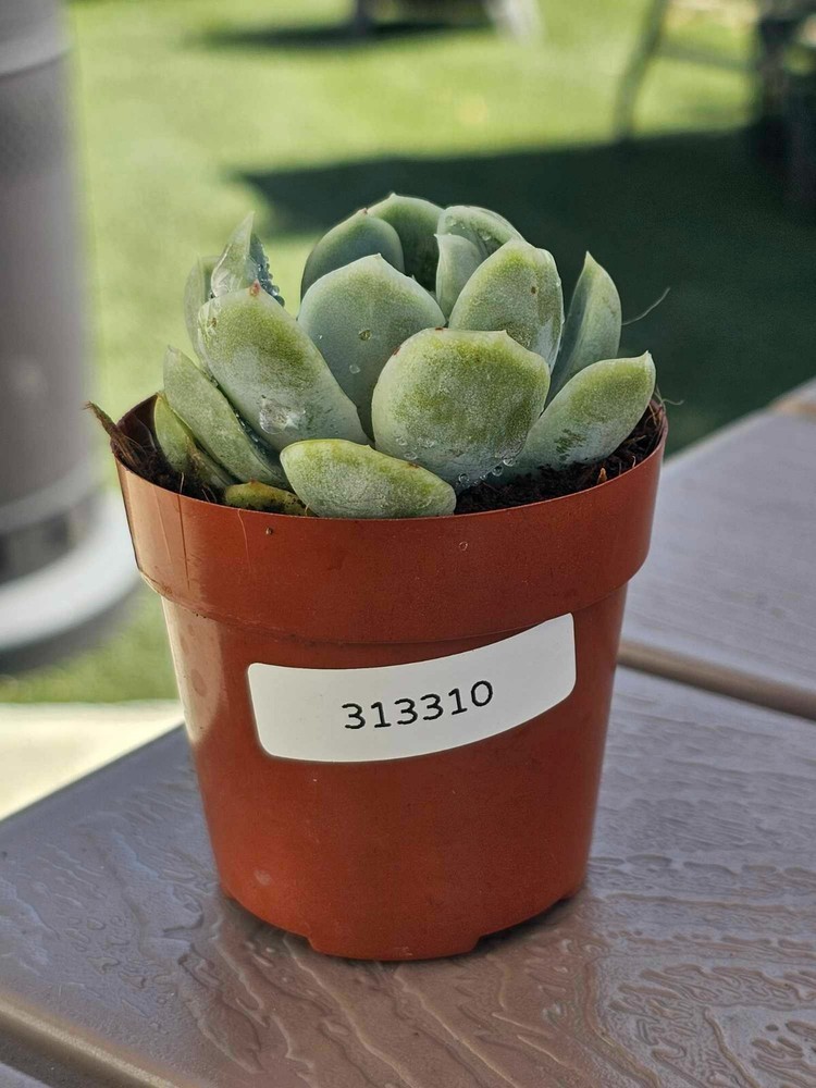 Echeveria Elegans (Giant) -2.5