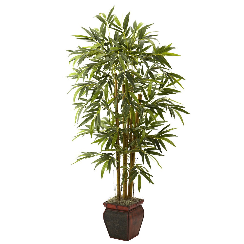 Bamboo Plant in 5.5 Inch Decorative Planter