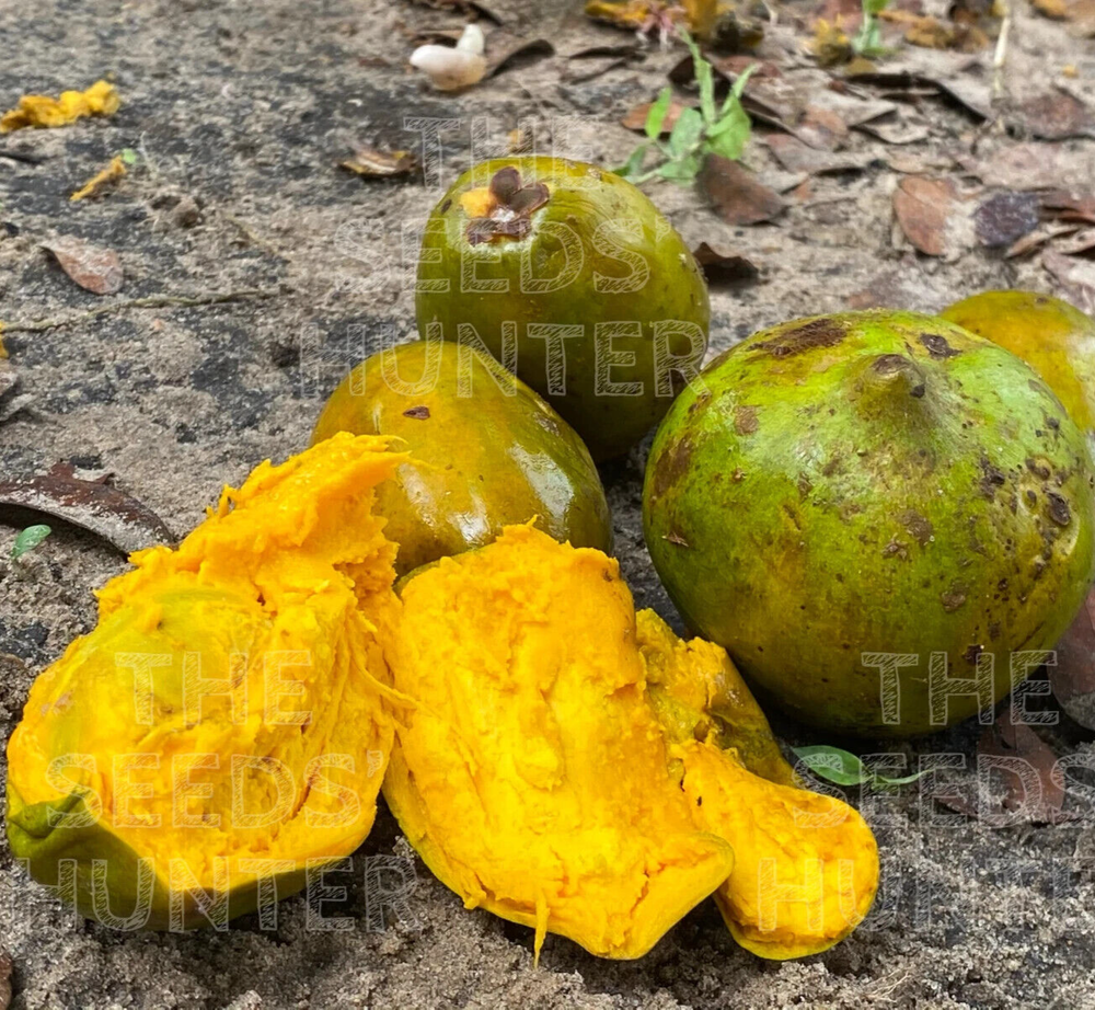 Pouteria sp Acre - LIMITED - VERY RARE