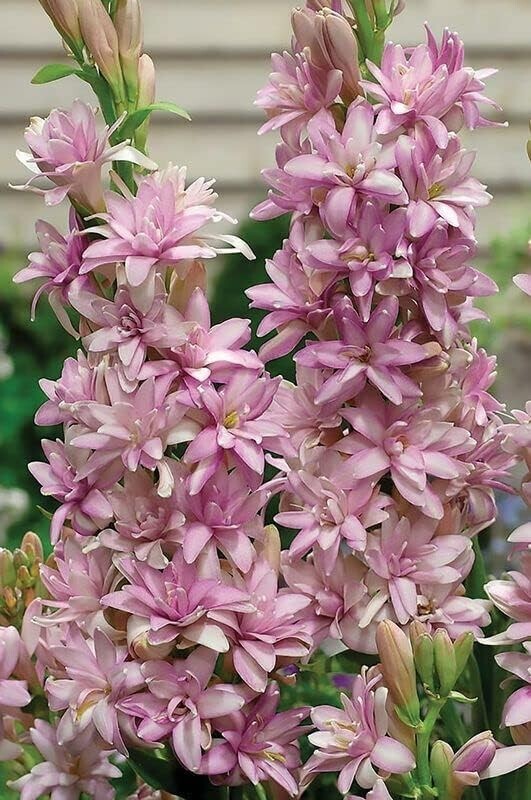 Rajnigandha Pink Color Tuberose Flower Bulbs For All Season Gardening (Pack Of 5