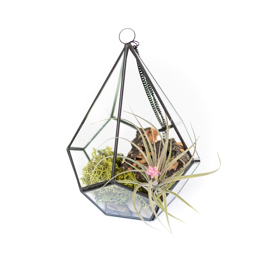 Glass Diamond Terrarium with Tillandsia Air Plant for Indoor Outdoor Decor