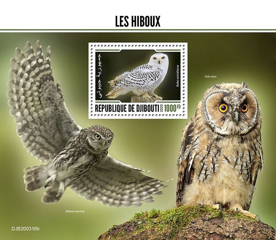 OWLS Birds of Prey 1-Value MNH Bird Stamp Sheet #179 (2020 Djibouti)