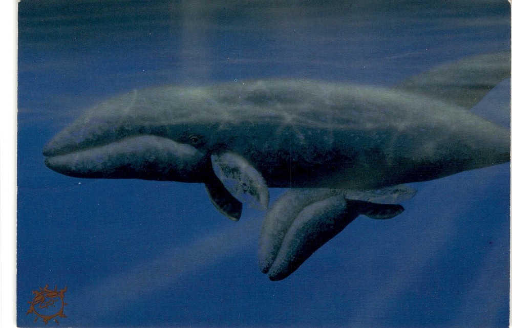 La Jolla, California, Actual Photo Co. Postcard