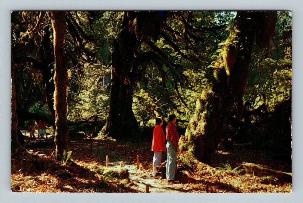 Vintage Washington Postcard Olympic Peninsula Rainforest Hemlock Spruce