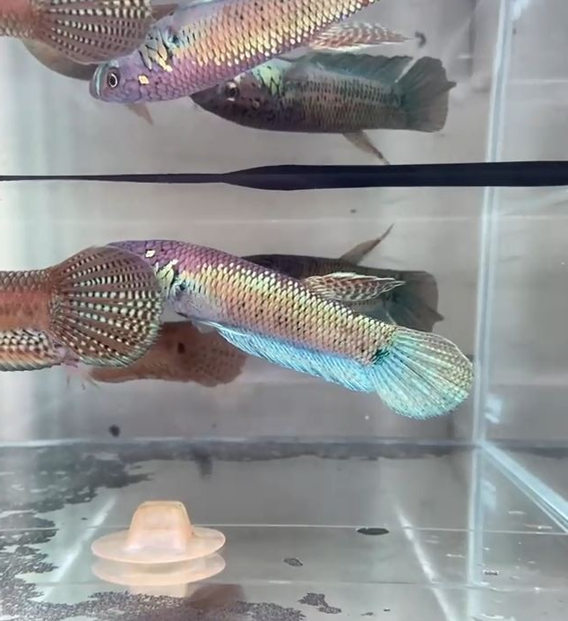 Rare WILD BETTA UNIMACULATA Azure Gold Pair Wholesale prices available