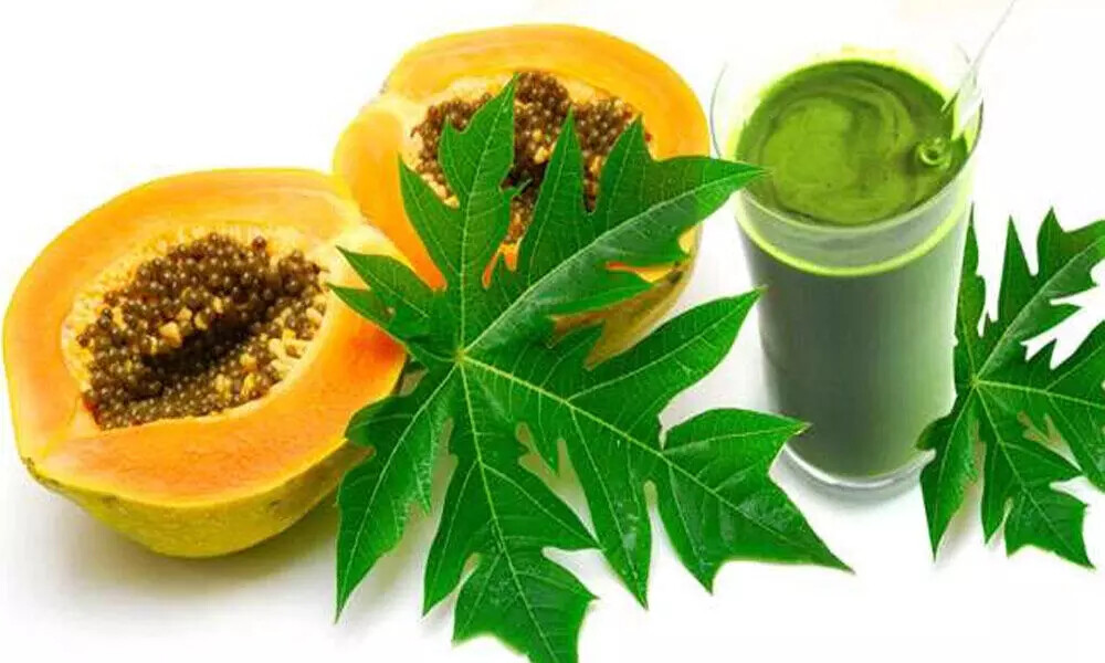 Organic Papaya Leaf Powder for Blood Platelet Support & Digestion with Antioxidant Benefits