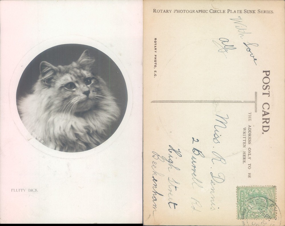 Cat portrait Rotary Photo EC 1903 postmark Animal