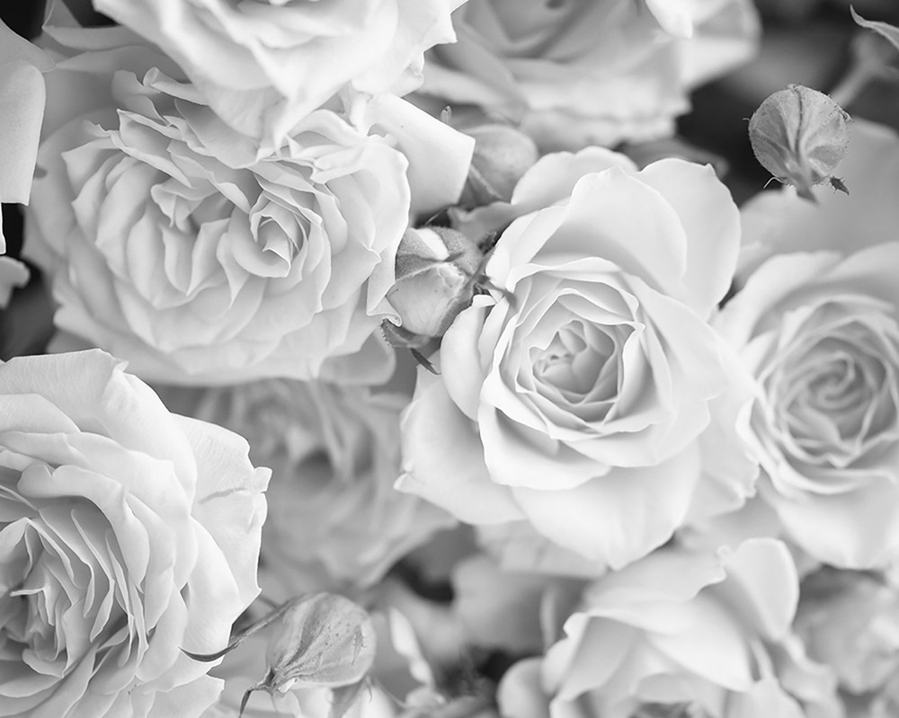 WALS0206 Grey Petals Wall Mural in White and Off-White Design