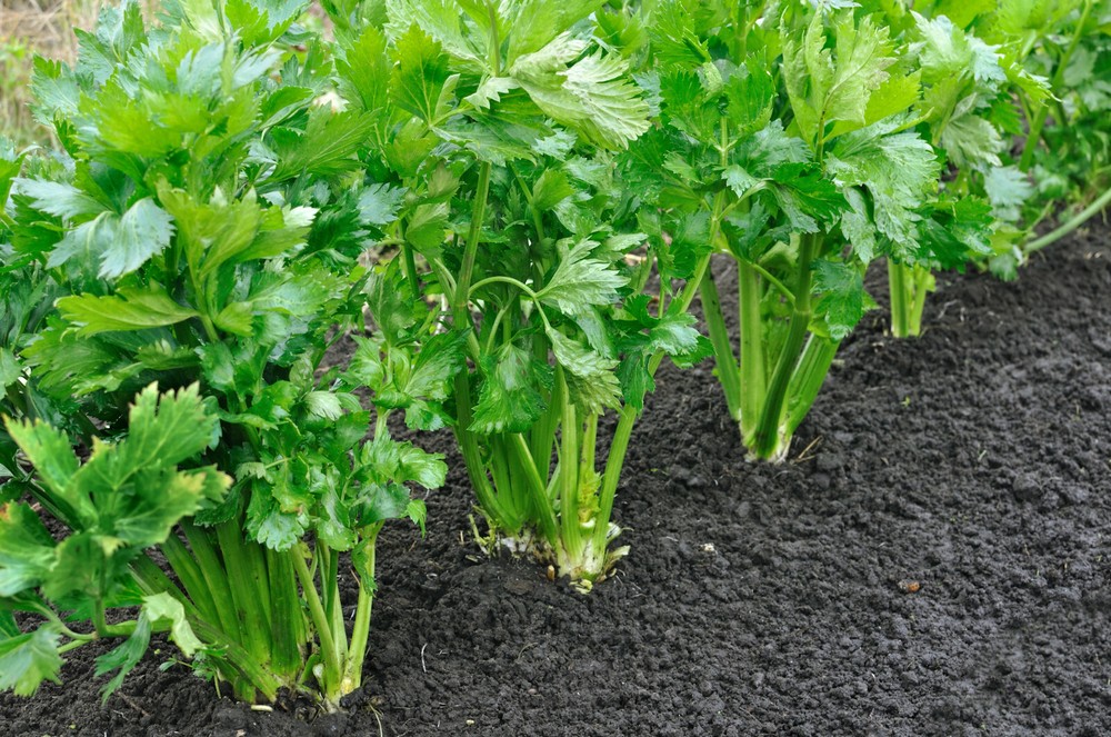 100 Seeds- 52-70 Tall Utah Celery Tasty Heirloom Perfect Backyard Garden Variety