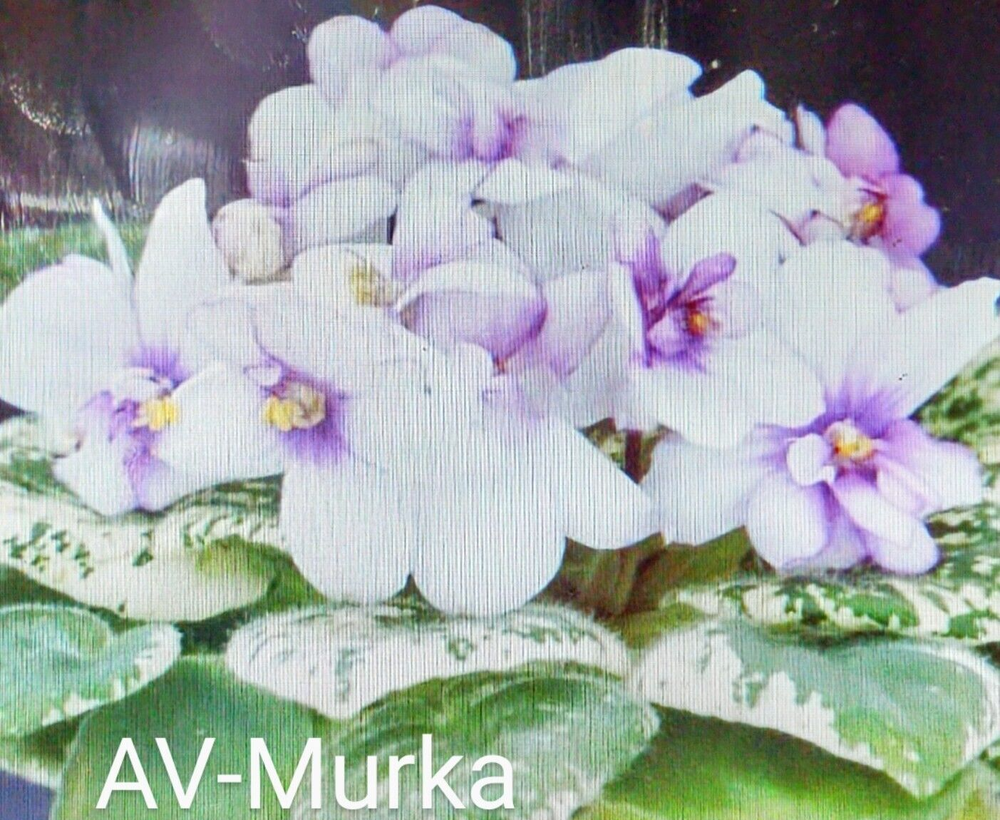 African Violet LEAF POT - AV-MURKA (AB-Mypka) semiminiature