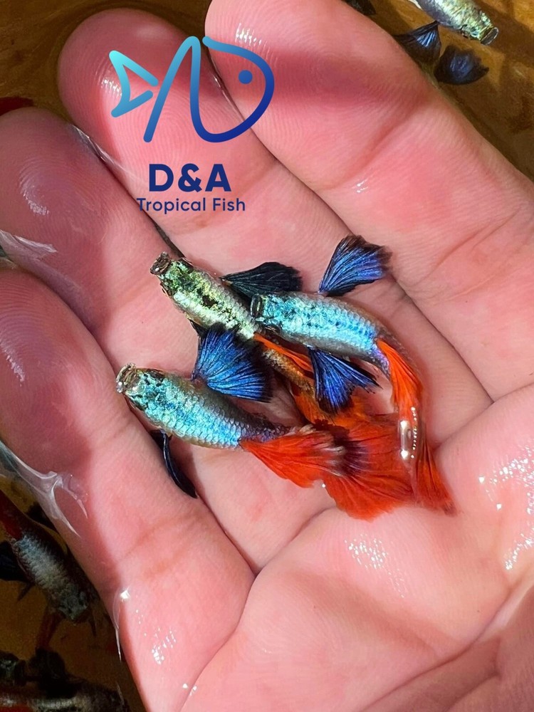 1 Male - Metal DUMBO RED Rose TAIL BIG ear-Live Aquarium Guppy Fish High Quality