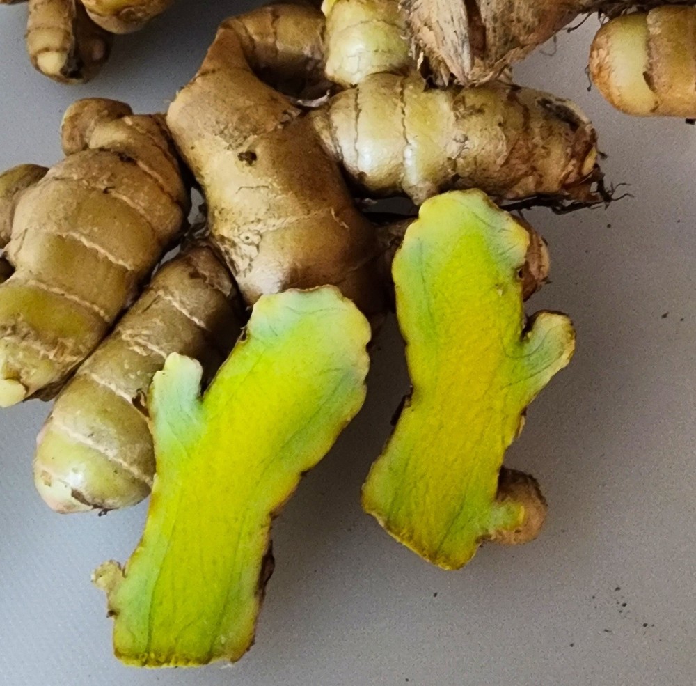 Fresh 1 lbs  Rare Green Turmeric ship from Florida