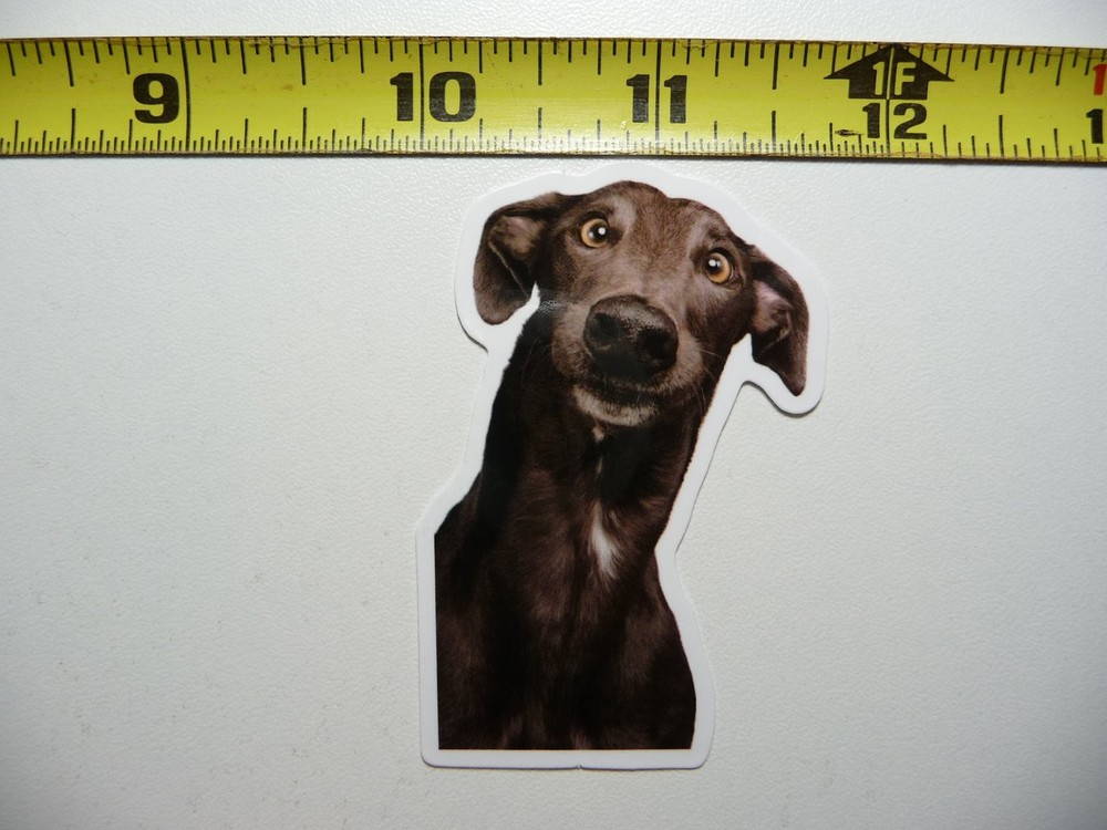 CONFUSED GREYHOUND FUNNY STICKER DECAL CUT PET DOG PUPPY FUN