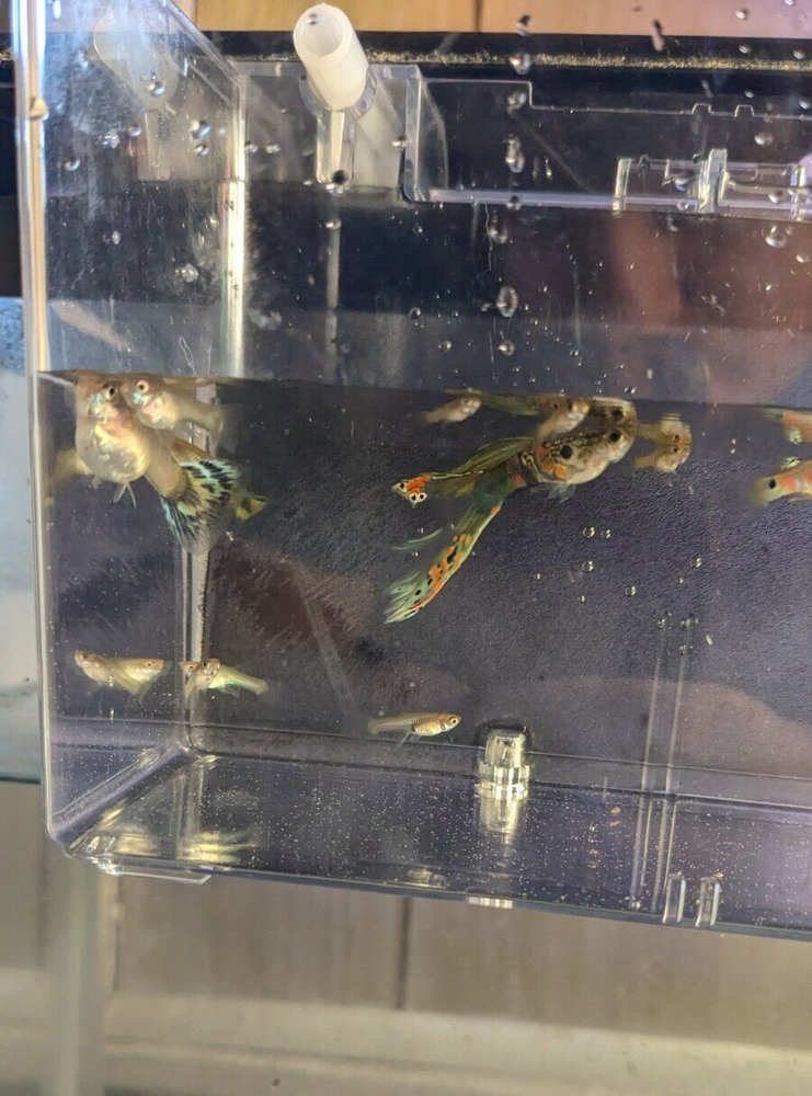 10 MIXED FANCY MUTT GUPPIES MIXED SIZES - 2day
