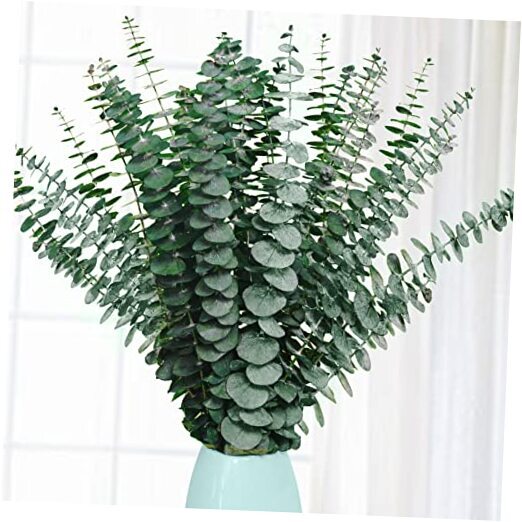 20 Pcs Preserved Dried Eucalyptus Stems, 17