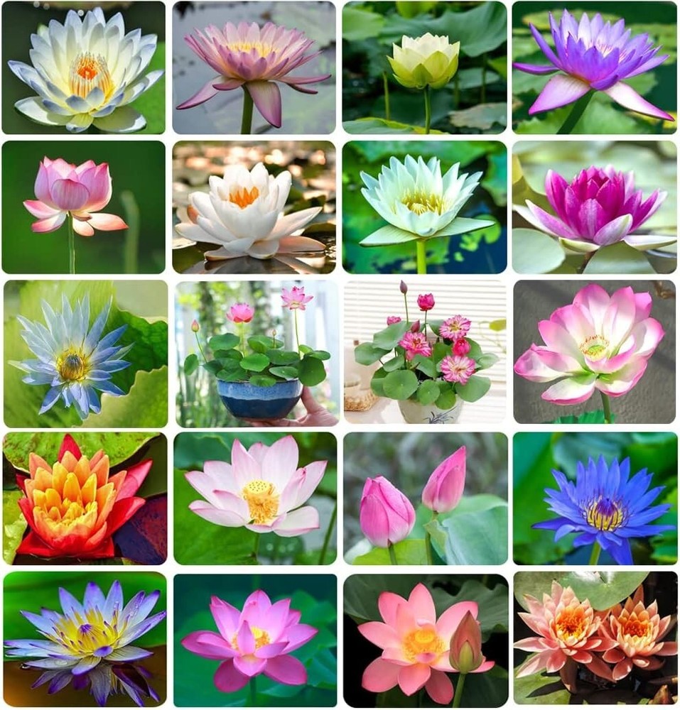 35 Pcs Bonsai Lotus Seeds for Planting Bowl Lotus Seeds, Water Lily Flower Plant