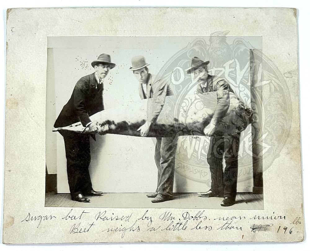 1890s Exaggerated Sugar Beet Mr Dobbs Fruit Vegetable Cabinet Photo Kansas