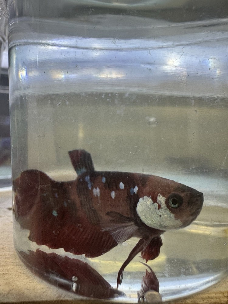 Live Male Koi Plakat Betta Fish for Aquarium