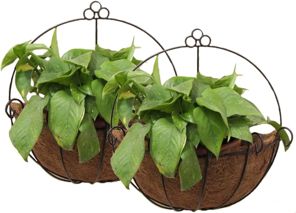 Metal wall hanging pot basket with cocoa liner for indoor or outdoor plants
