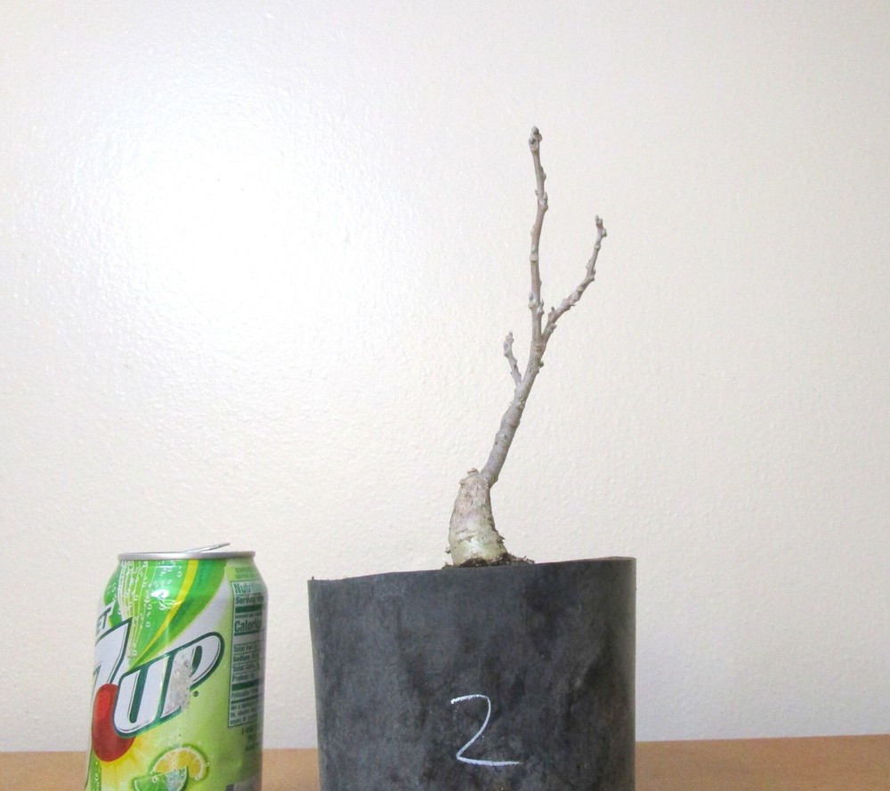 Chinese wisteria for blooming mame shohin bonsai tree #2