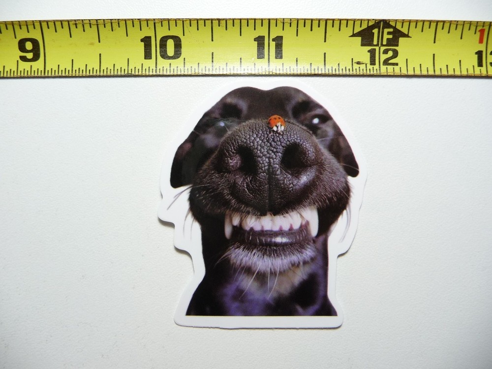 Funny Ladybug on Nose Sticker for Pets and Puppies