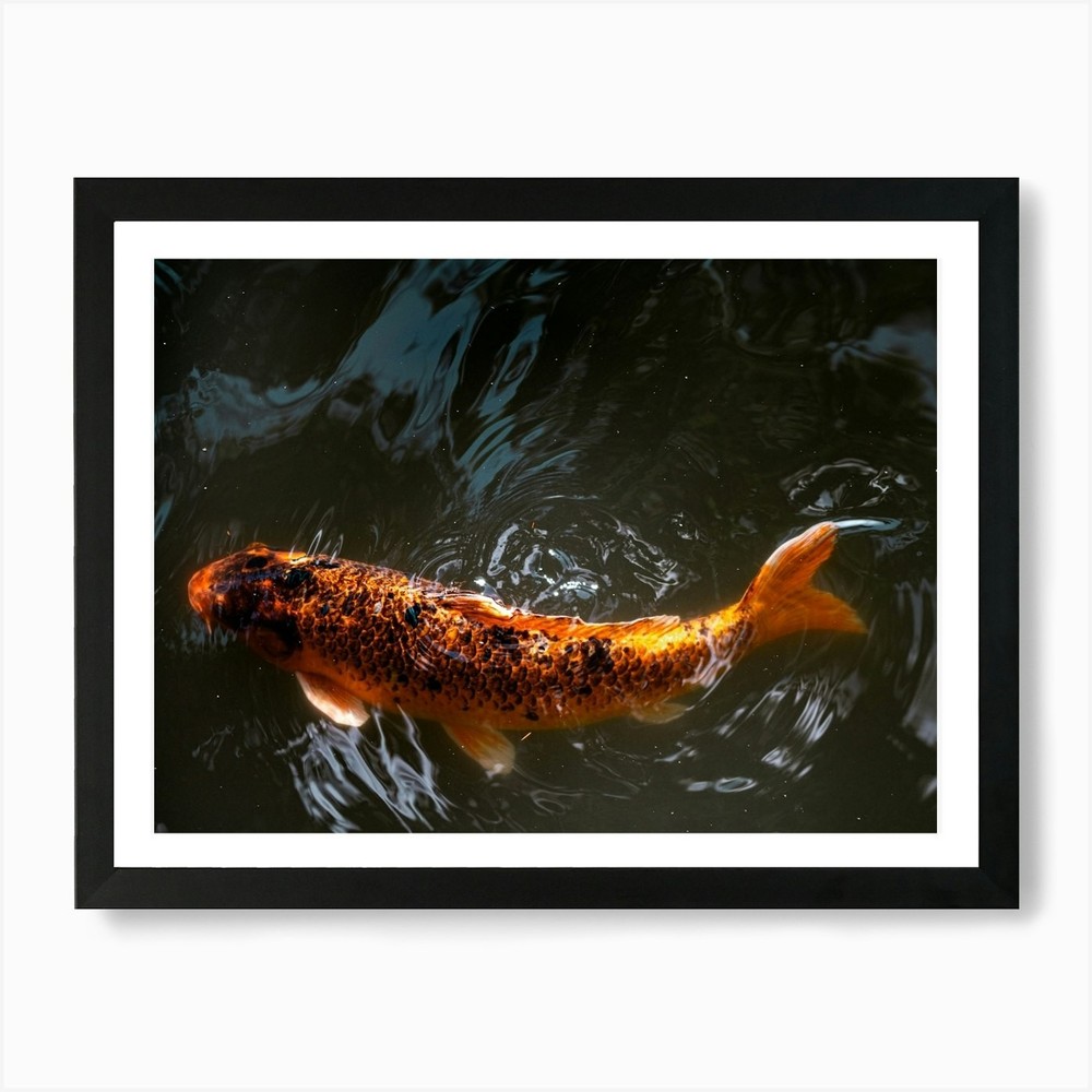 Koi Fish 1 Art Print Framed Wall Art Poster Canvas Print Picture