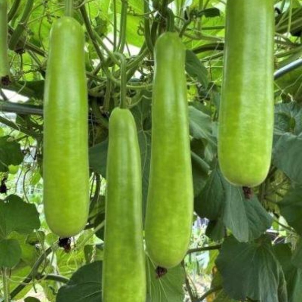 35pcs Long Bottle Gourd Seeds - Non-GMO Calabash Gourd Seeds for Planting