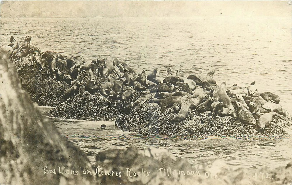 1913 Tillamook Oregon Sea Lions Netars Rocks Postcard RPPC 24-11842
