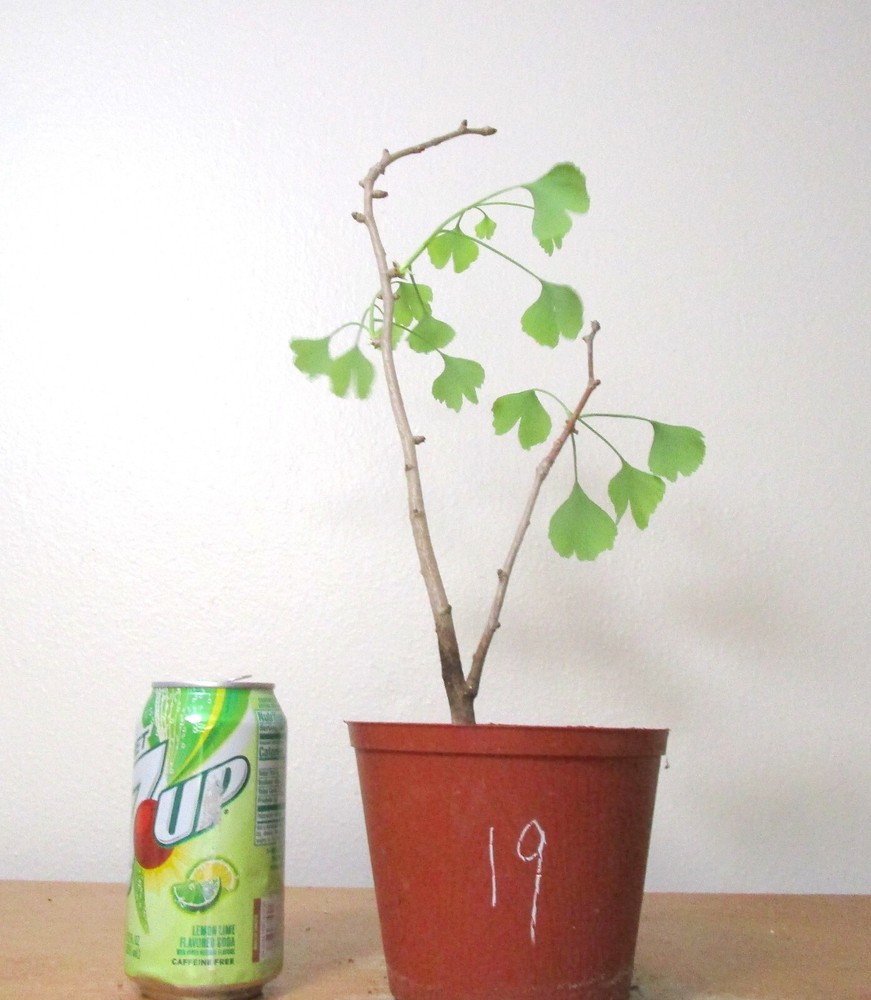 Ginkgo Biloba Mame Shohin Bonsai Tree #19 Compact Size  