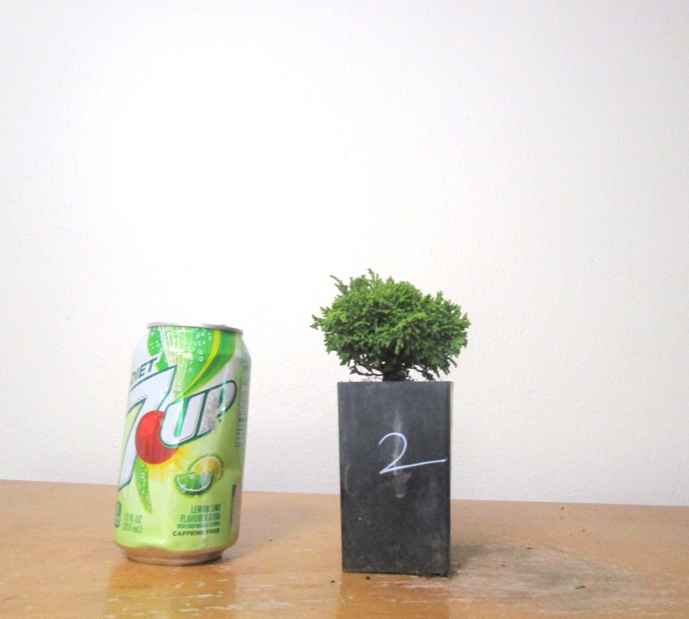 Dwarf Tsukumo cypress for mame shohin bonsai tree #2