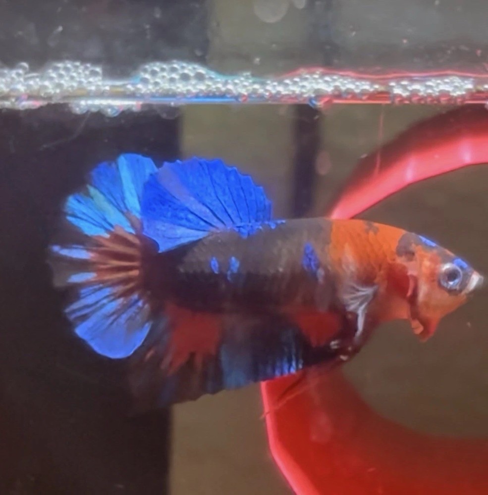 Betta Live Fish Male Koi Blue Galaxy Plakat Halfmoon - FM99 - High Quality A+