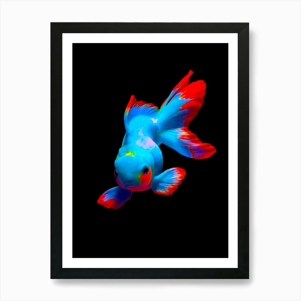 Betta Fish Colorful 1 Art Print Framed Wall Art Poster Canvas Print Picture