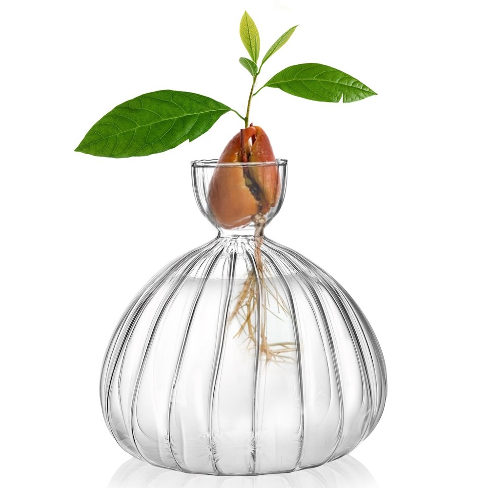 Avocado Seed Sprout Starter Vase Planter Pot, Avocado Tree Growing Vase Glass...